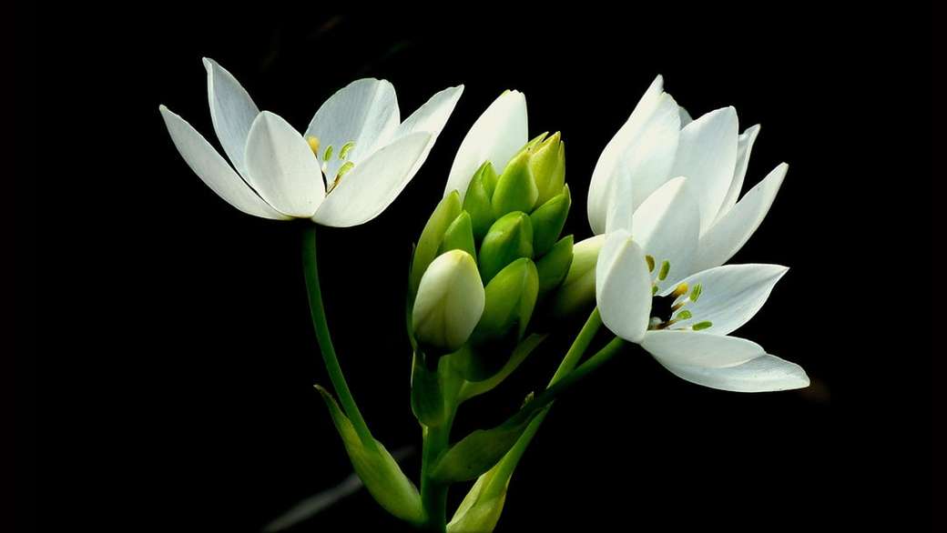 biała gwiazda kwiatów betlejemskich z bliska fotografii puzzle online