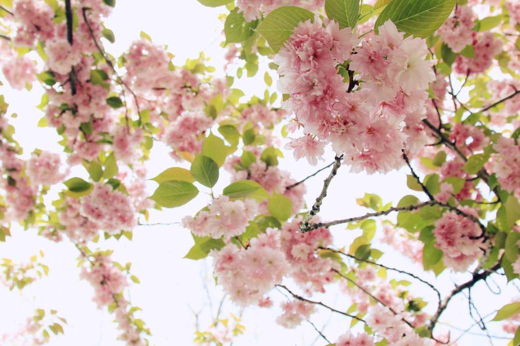 różowy kwiat drzewa puzzle online