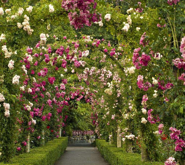 Een tunnel van rozen. legpuzzel