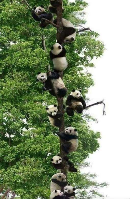 pandy na drzewie puzzle online