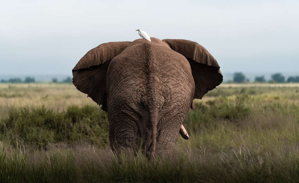 brązowy słoń na zielonej trawie w ciągu dnia puzzle online