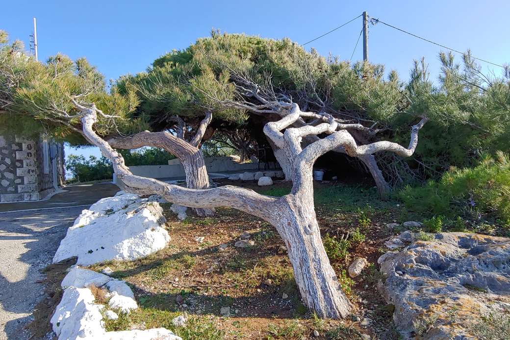 orginalne drzewo w Grecji puzzle online