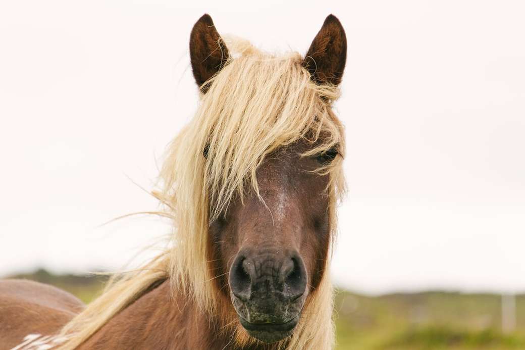 brązowy koń zbliżenie zdjęcie puzzle online