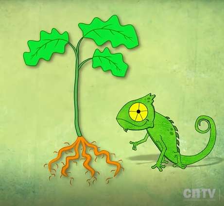 Części rośliny Chameleon puzzle online