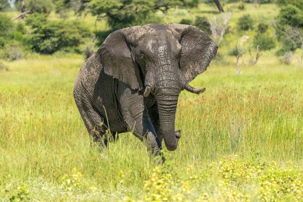 Elephant, Botswana puzzle online