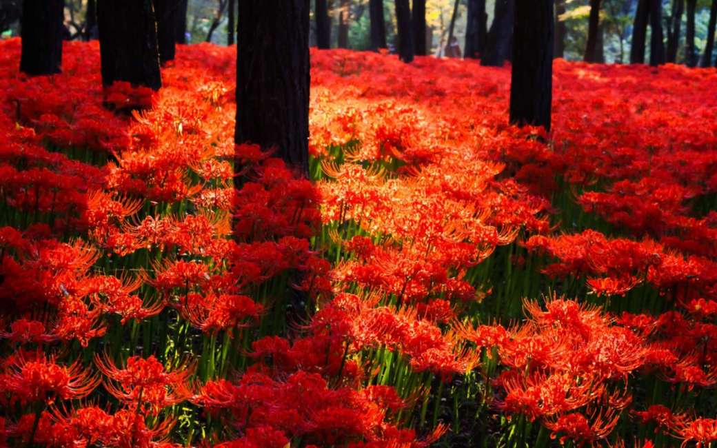 Czerwony dywan kwiatów w Japonii puzzle online