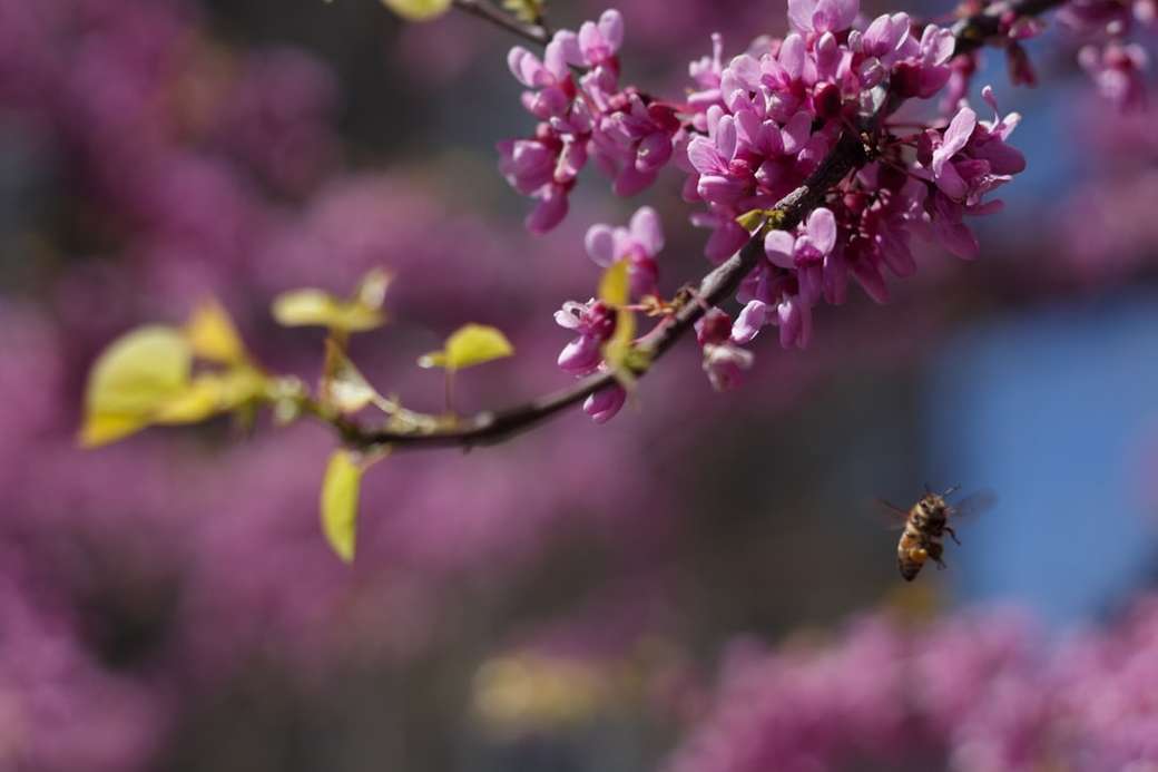 Kwiaty i pszczoły puzzle online