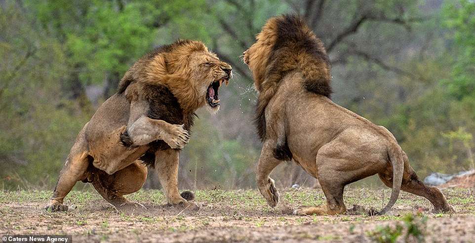 Los leones luchan por el poder - Puzzle Factory