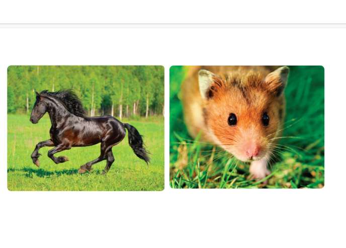 zwierzęta - zwierzęta domowe puzzle online