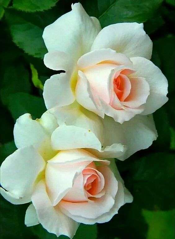 Hermosas Rosas Blancas - Puzzle Factory