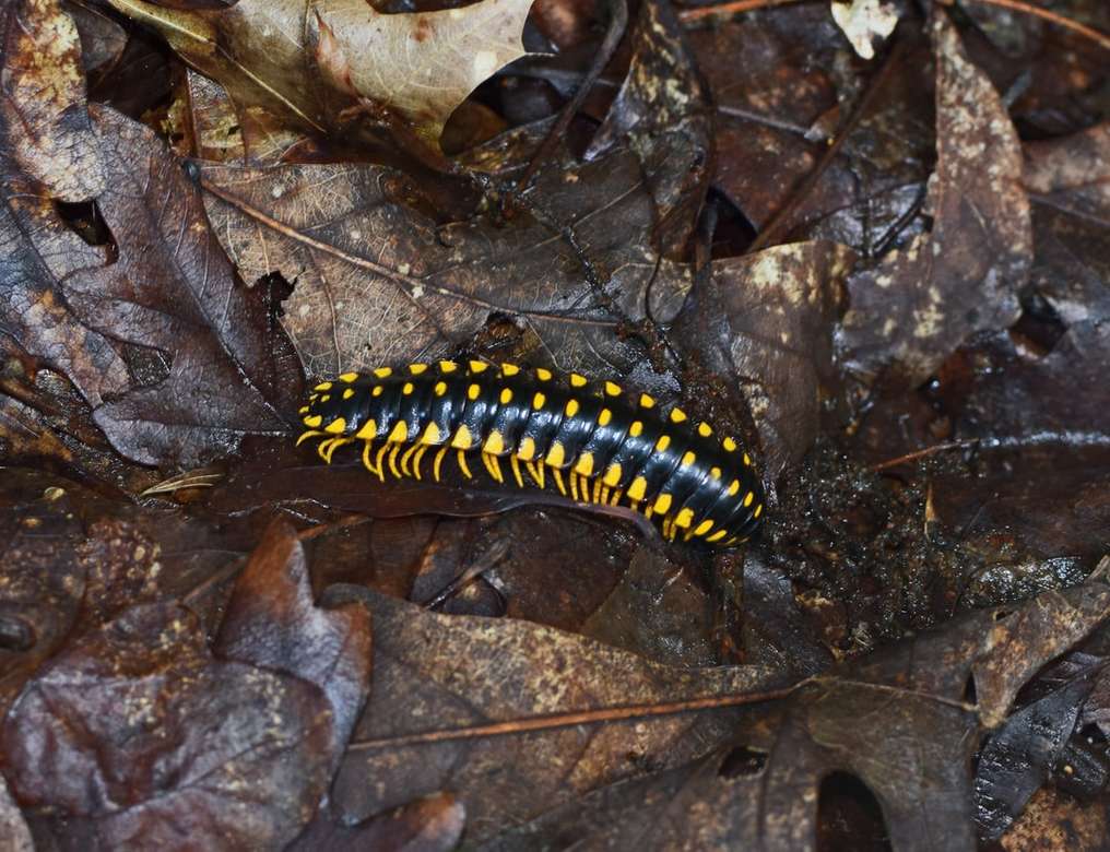 czarno-żółta gąsienica na suszonych liściach puzzle online