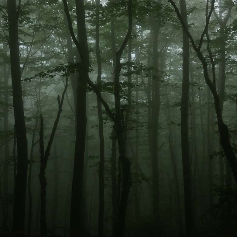 foresta nella nebbia puzzle online