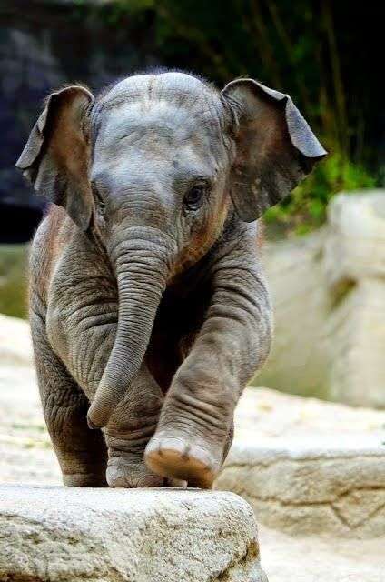 Baby elefant =) pussel