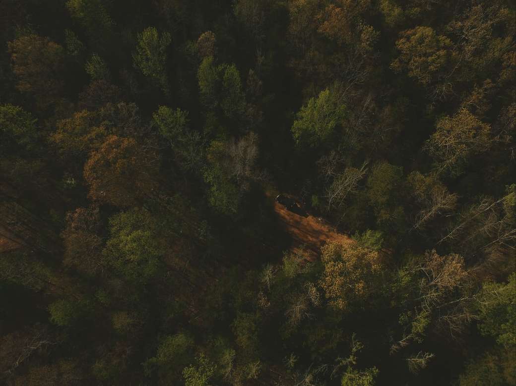 widok z lotu ptaka zielonych wysokich drzew puzzle online