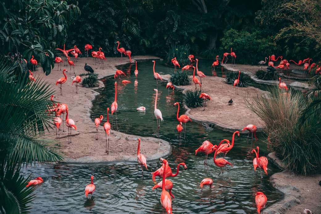 Flamingo love puzzle online