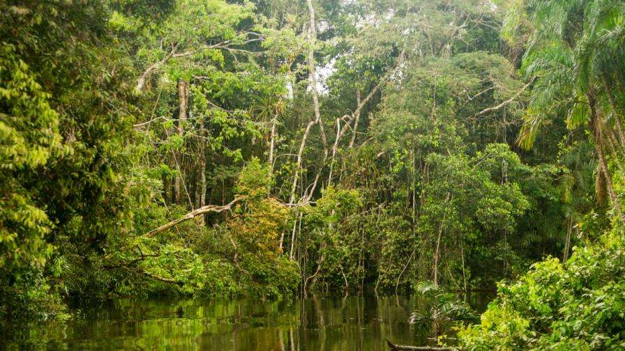 Amazonka - drzewa puzzle online