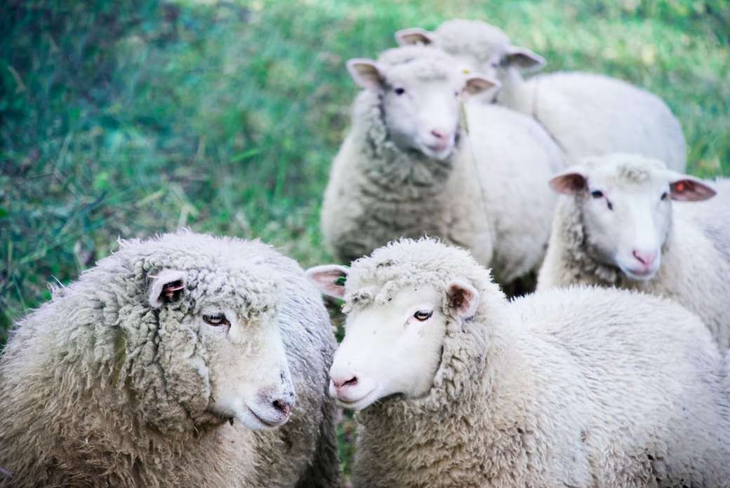 pięć białych owiec na zielonej ziemi puzzle online
