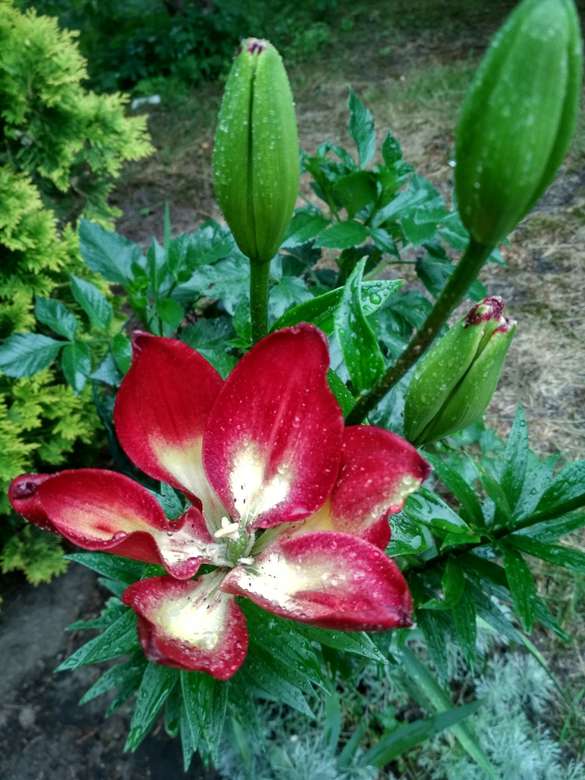 Kwiat w ogrodzie puzzle online