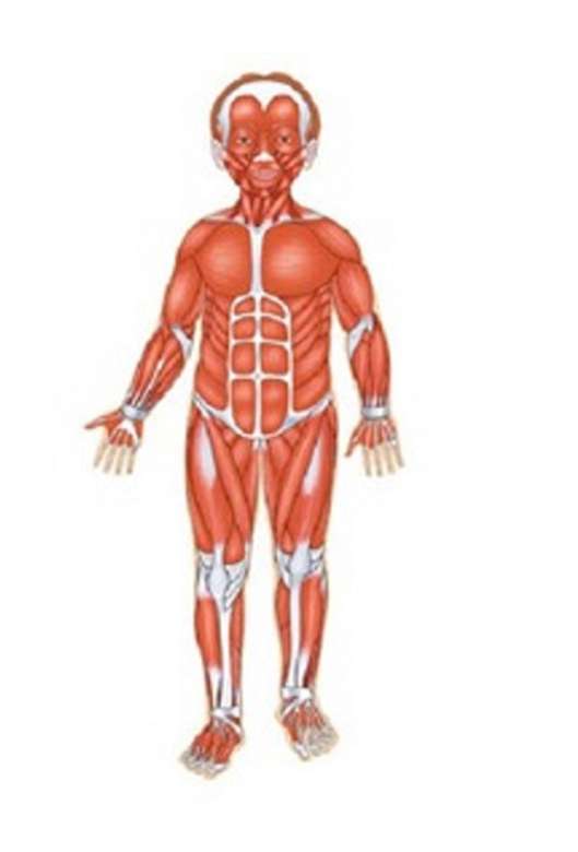 Dzięki układowi mięśniowemu mogę poruszać ciałem puzzle online