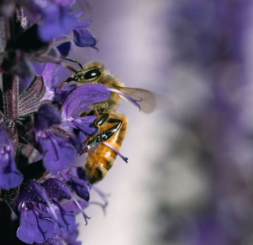 fioletowy kwiat z pszczołą w soczewce z przesunięciem tilt puzzle online