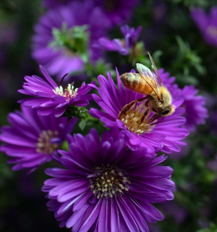 pszczoła na niektórych kwiatach puzzle online