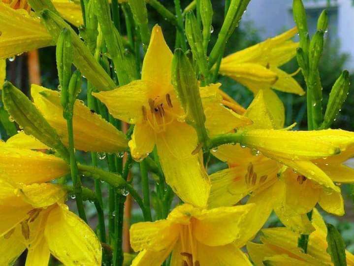 żółte kwiaty puzzle online