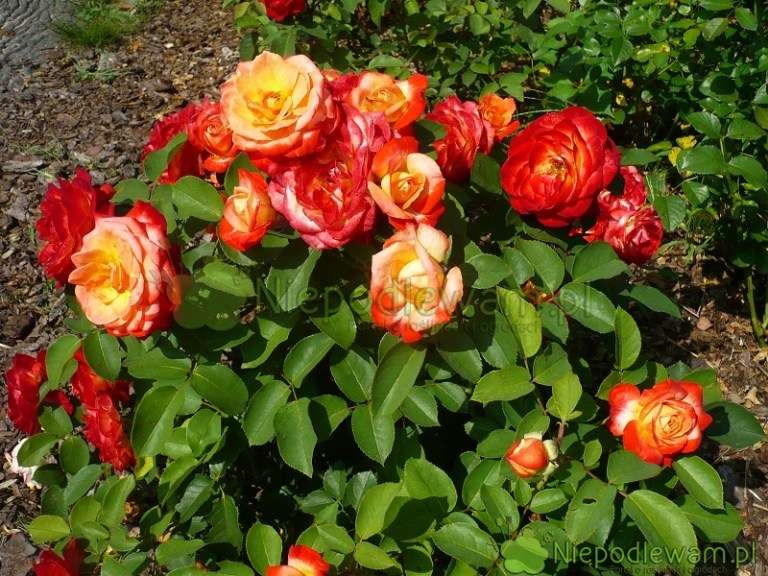 piękne róże puzzle online