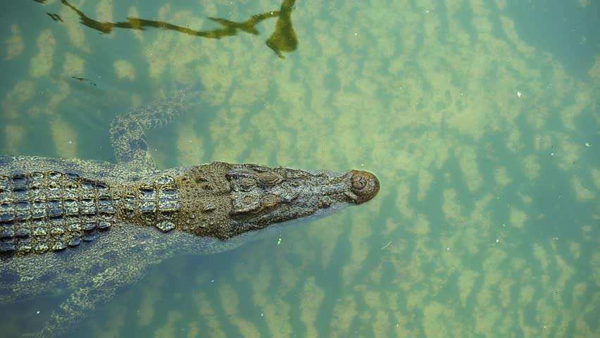 pływanie krokodyla puzzle online
