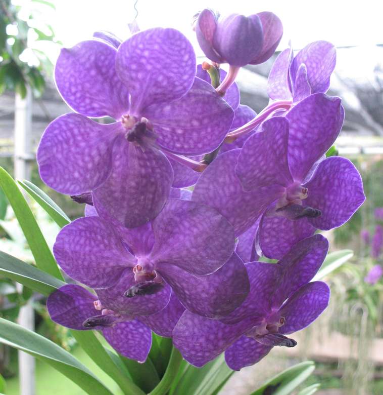NIEBIESKA orchidea puzzle online