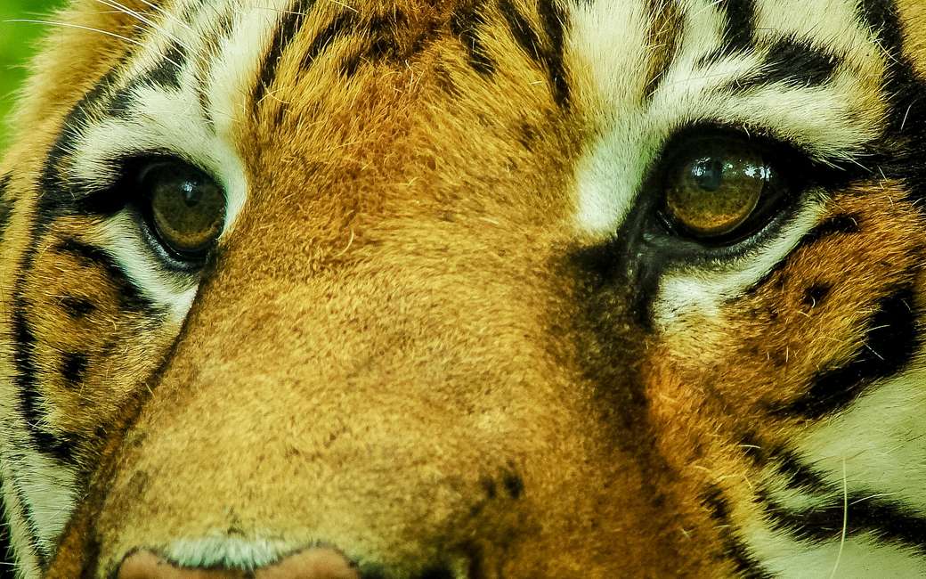 Przyczajony tygrys puzzle online