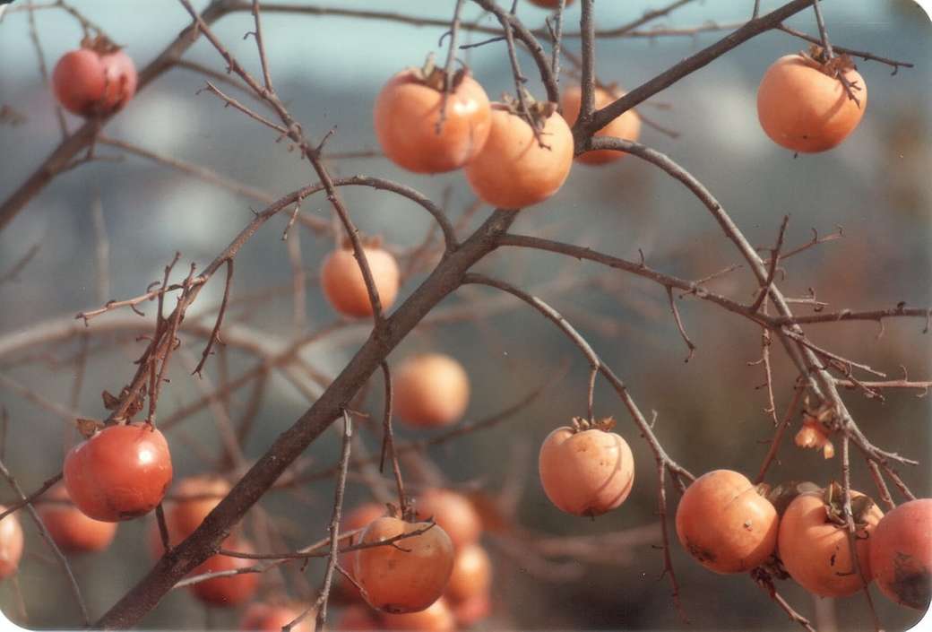 Drzewo owoców Persimmons puzzle online