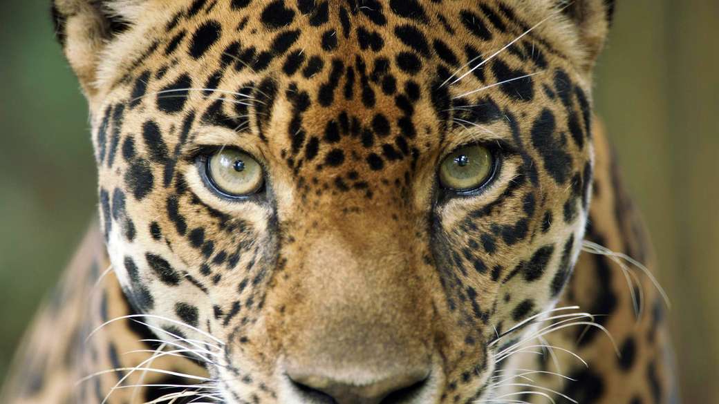 Jaguar z Ameryki Południowej puzzle online