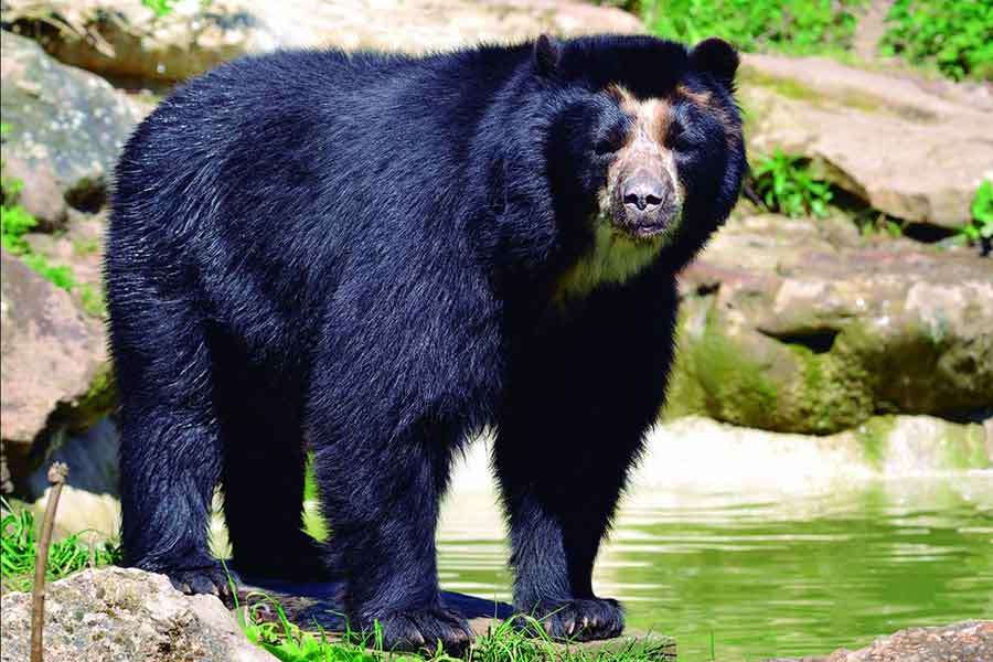 Spectacled Bear jigsaw puzzle