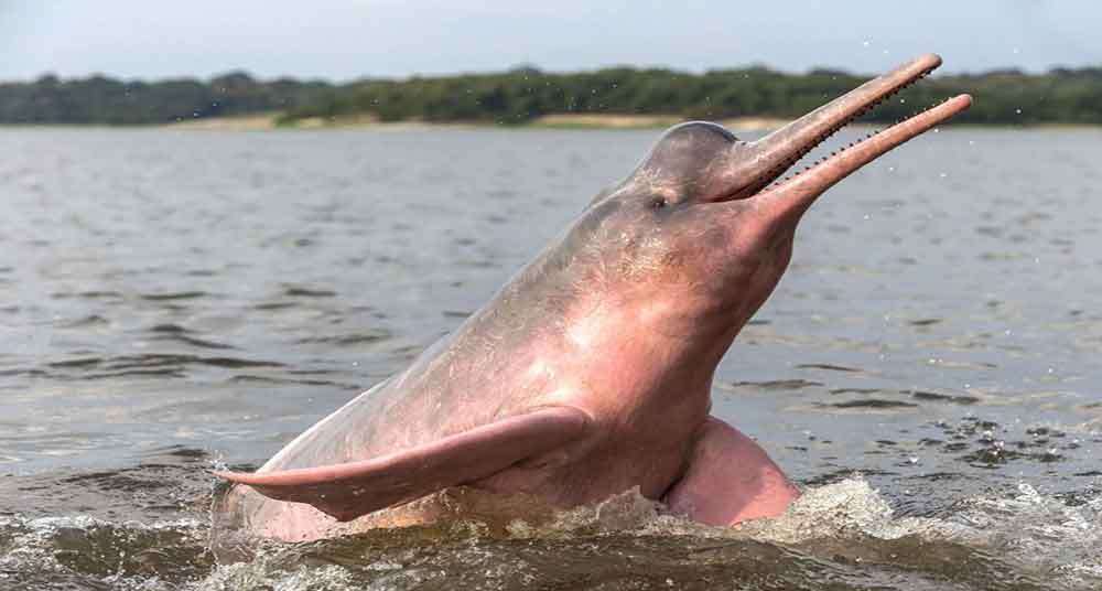 Różowy delfin puzzle online