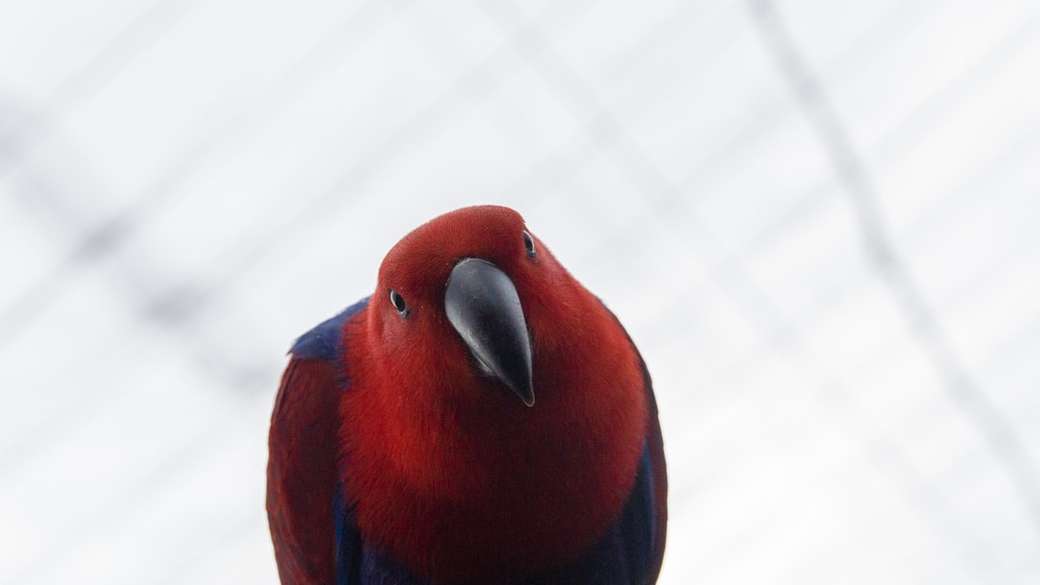 czerwony i niebieski ptak puzzle online