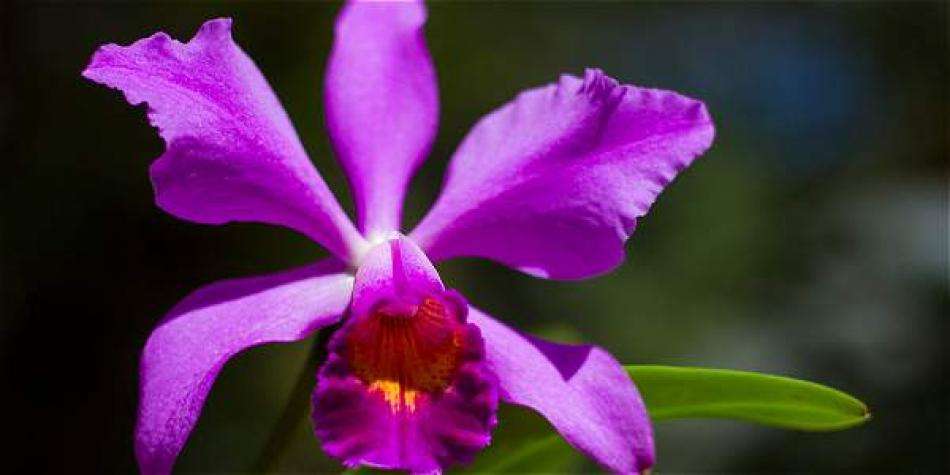 Kolumbijska orchidea puzzle online