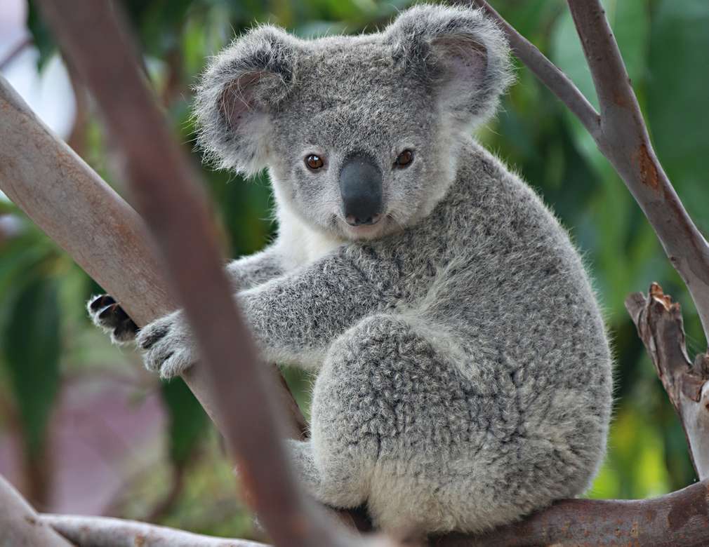 A koala puzzle kirakós játék