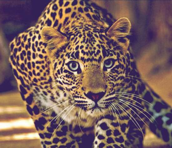 Brazylijski Jaguar - Jaguar puzzle online