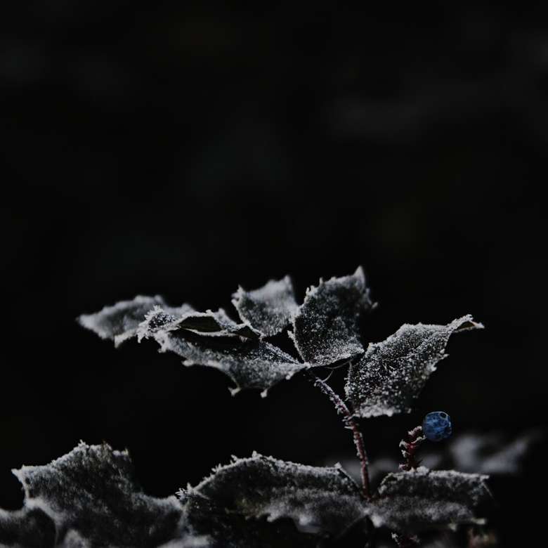 fotografia w skali szarości roślin ze śniegiem puzzle online
