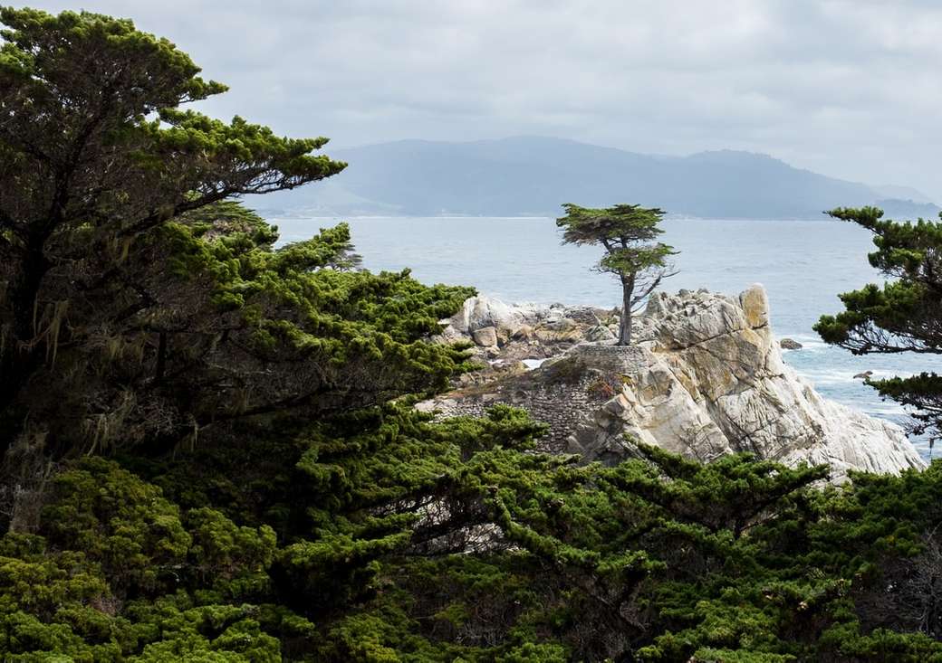 Słynna Lone Cypress wzdłuż 17-Mile Drive na półwyspie Monterey. puzzle online