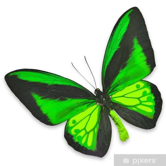 Черно зеленая бабочка. Зеленая бабочка. Салатовая бабочка. Зеленая бабочка на белом фоне.