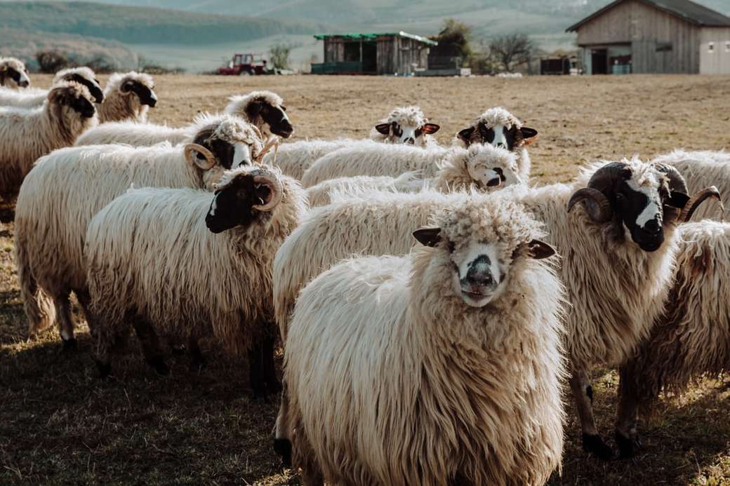 Sheep Sheep Hurra puzzle online