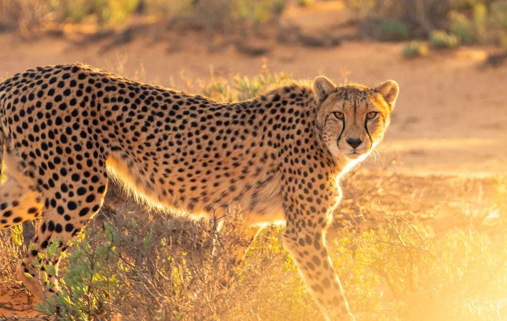 gepard dziki kot przyjazny dla człowieka puzzle online