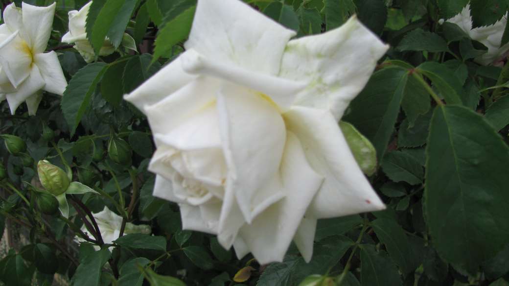 Biała Róża puzzle online