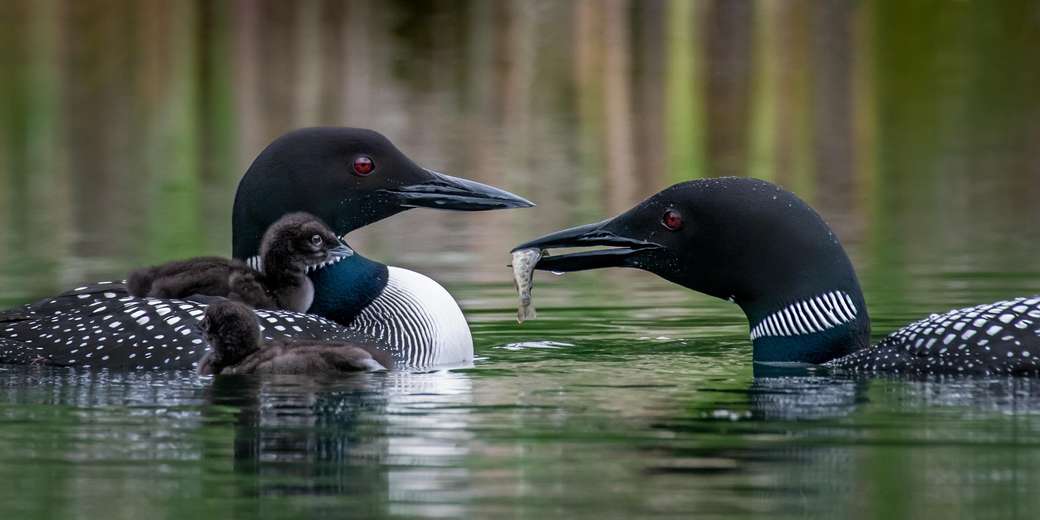 Loon Family puzzle online