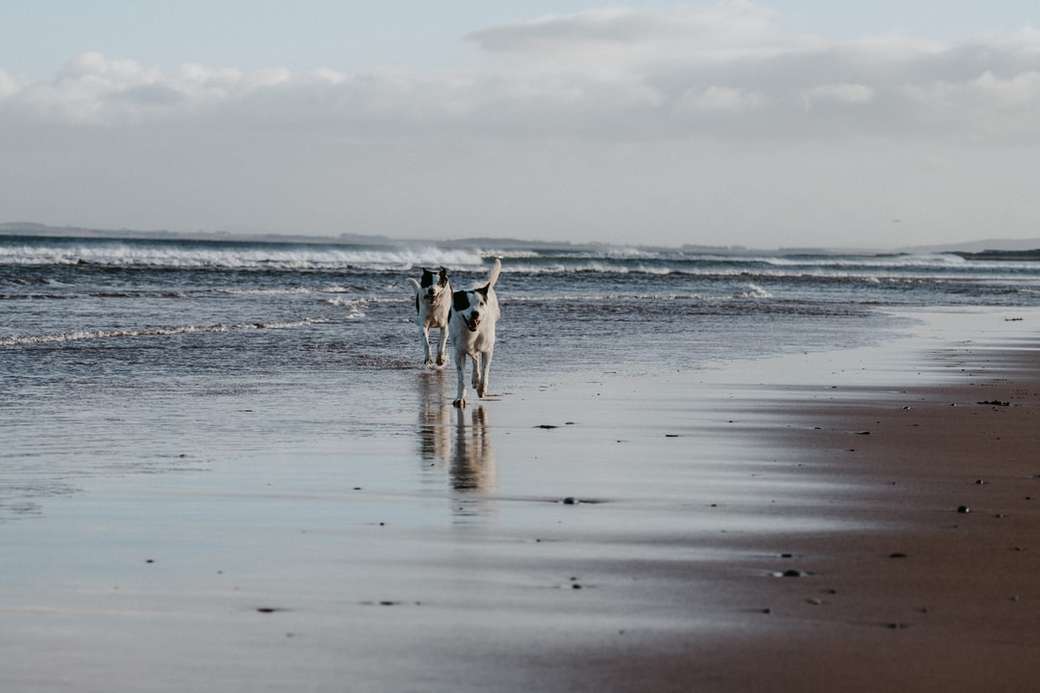 biały i brązowy pies o krótkiej sierści na plaży w ciągu dnia puzzle online