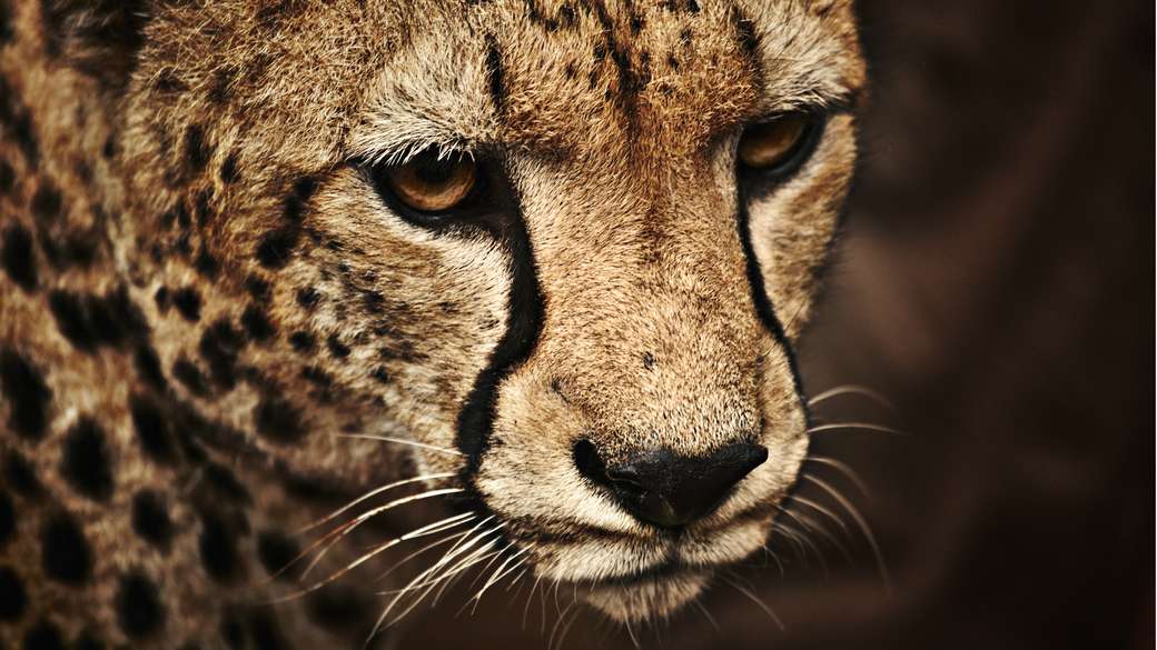 gepard prześladujący puzzle online