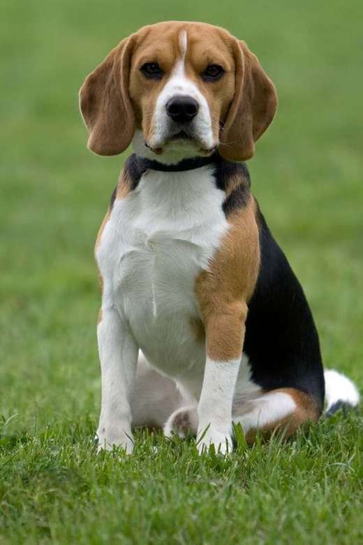 Suka rasy Beagle puzzle online