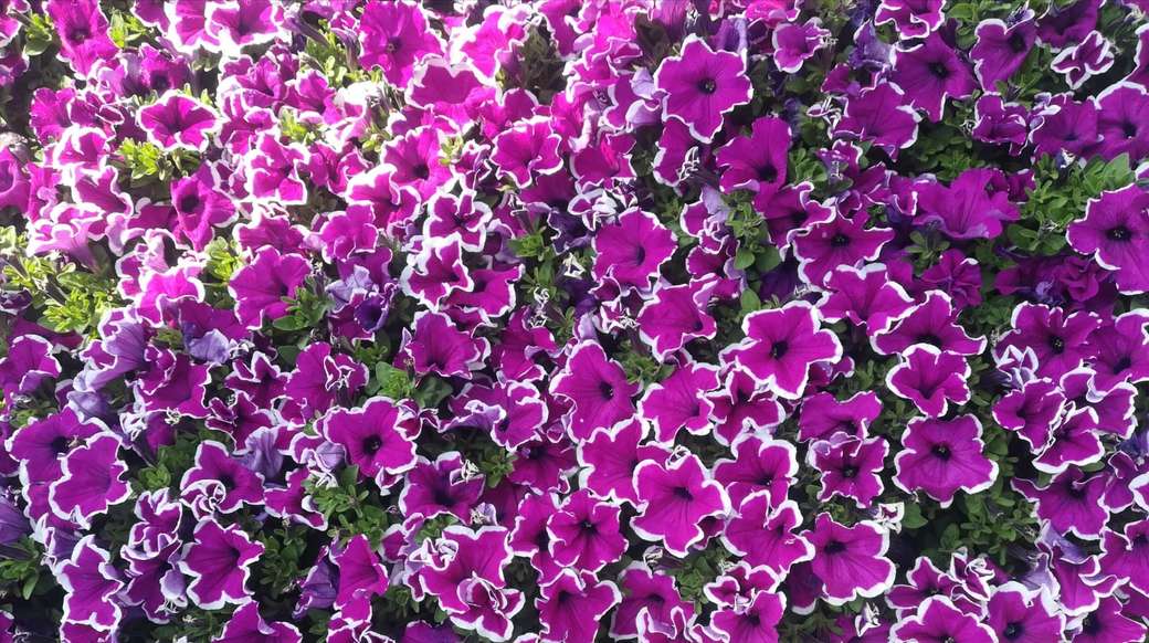 Ładne fioletowe kwiaty puzzle online