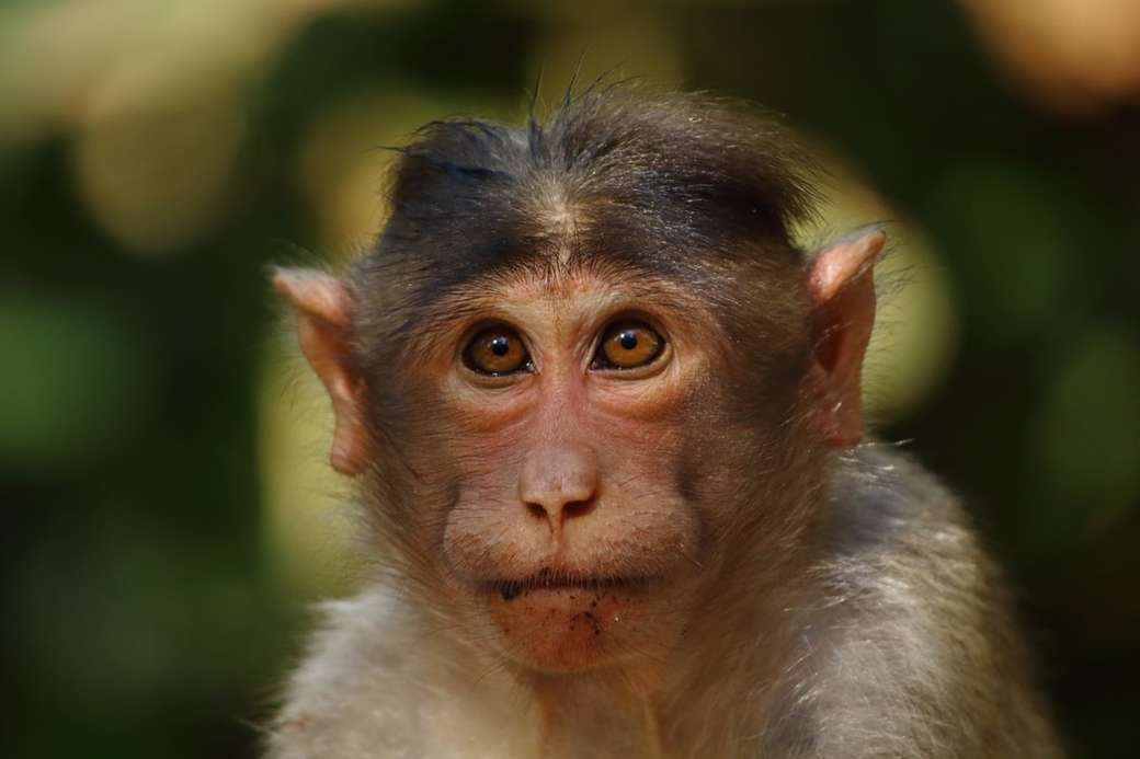 Portret małpy (makak rezus) puzzle online